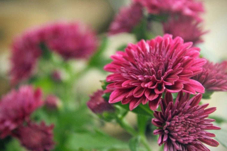 Хризантема Спейс Йеллоу