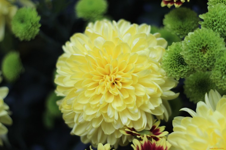 Хризантема София