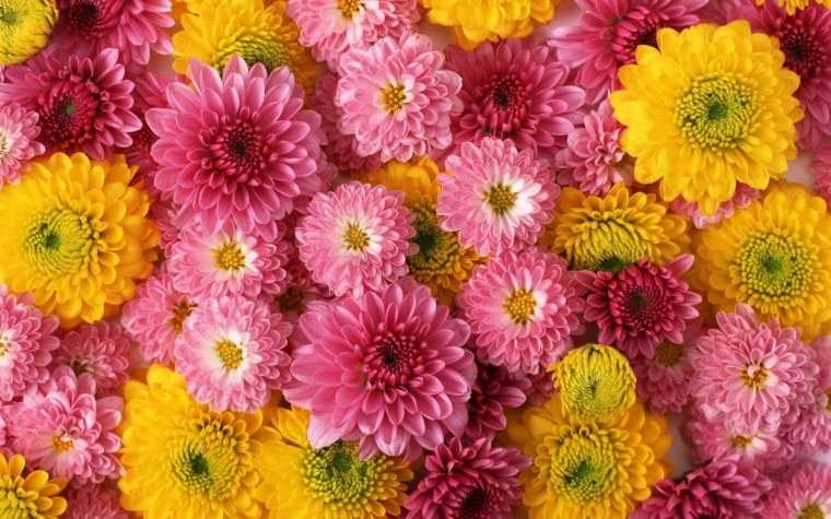 Хризантема Сантини микс