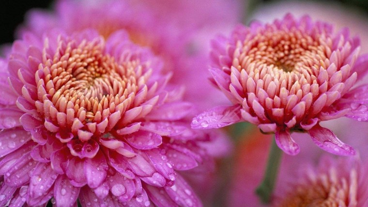 Розы пионы хризантемы