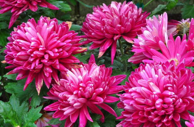 Chrysanthemum 'Leto'