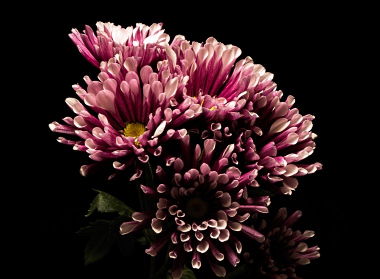 Хризантема Пайтон Пинк