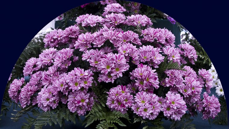 Хризантема бабье лето