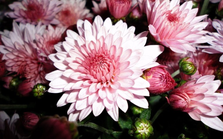 Рояль Еллоу Хризантема