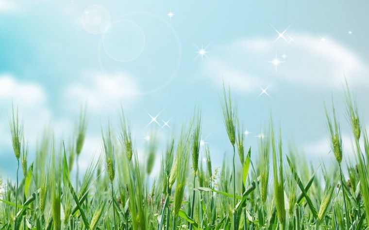 Зеленый газон