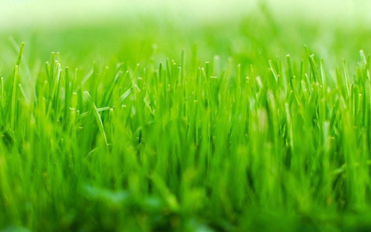 Фон трава и небо