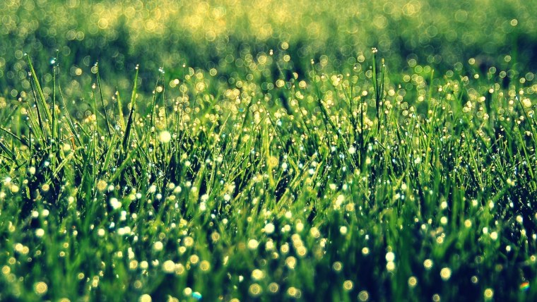 Природа после дождя