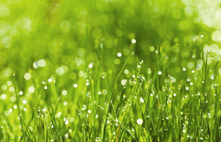 Природа зелень