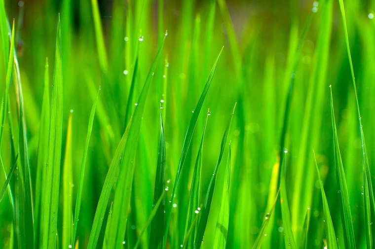 Фон для презентации природа