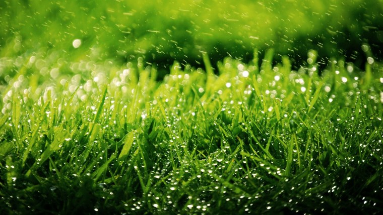 Темно зеленая трава