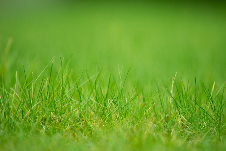 Природа зелень