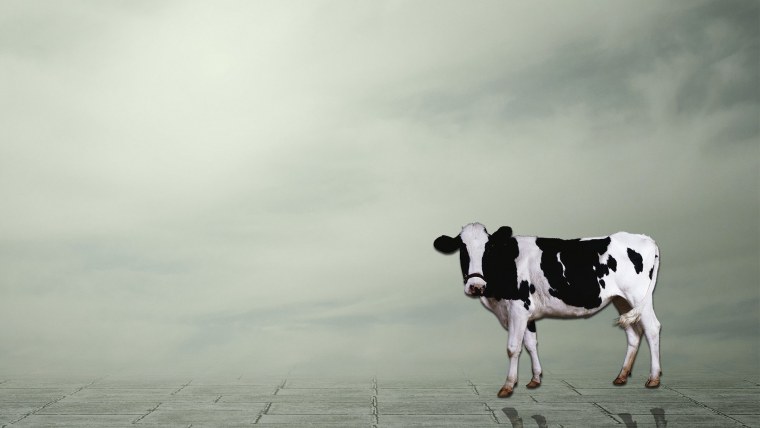 Коровий принт обои