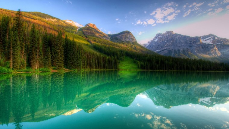 Красивый дуб