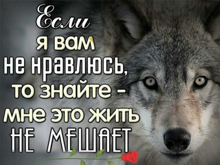 Цитаты Волков