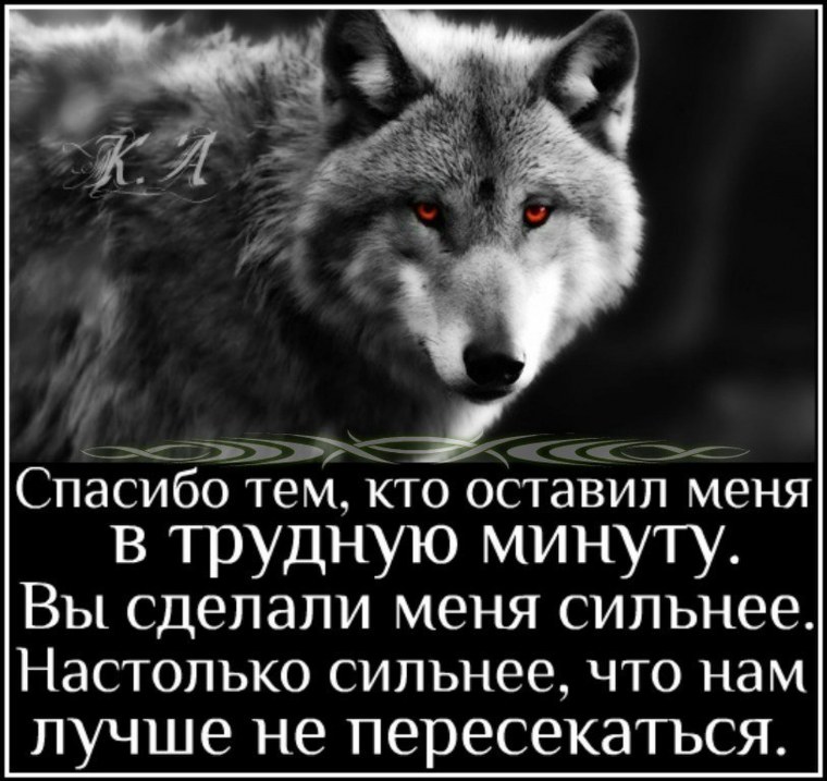 Цитаты волка