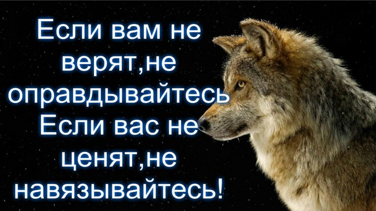 Цитаты волка со смыслом