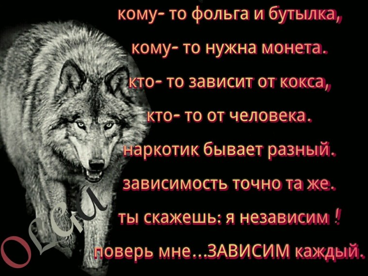 Цитаты про Волков со смыслом