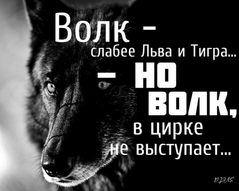 Цитаты про Волков и любовь