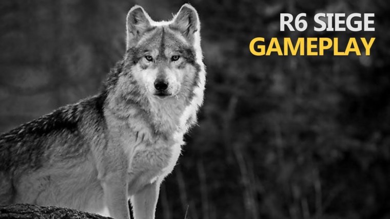 Волк единственный из зверей