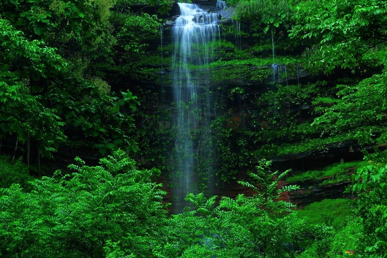 Фотообои лес Сагано Япония