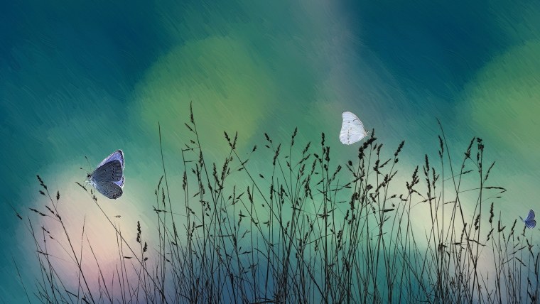 Бабочки Эстетика