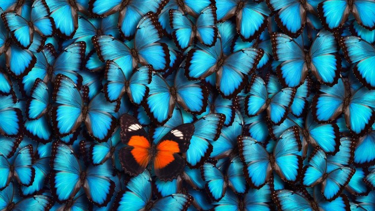 Голубое перо