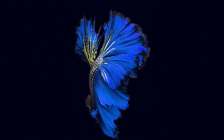 Обои на рабочий стол Samsung