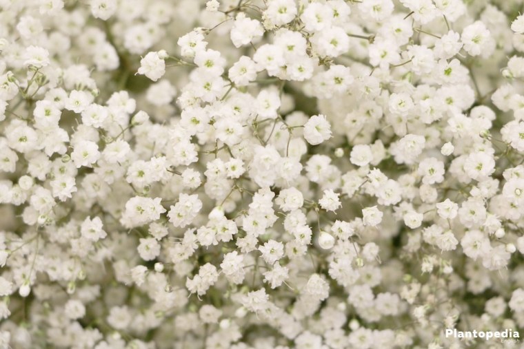 Гипсофила Тихоокеанская розовая