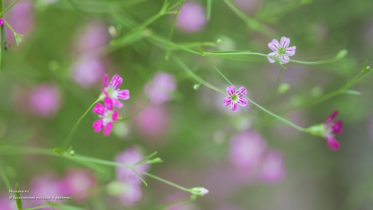 Гипсофила Xlence