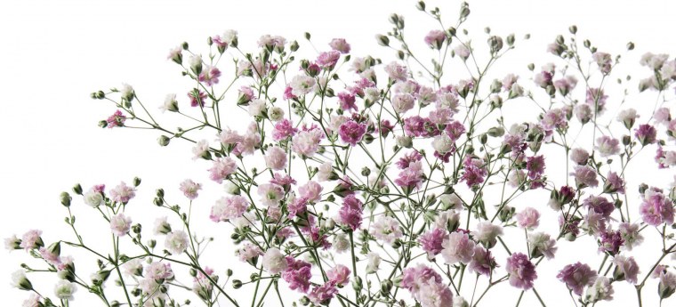 Гипсофилы рамка