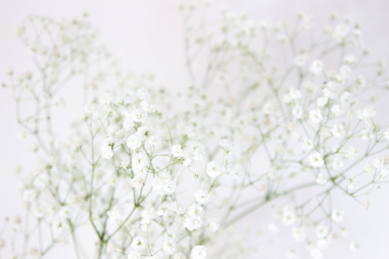 Гипсофила Эстетика