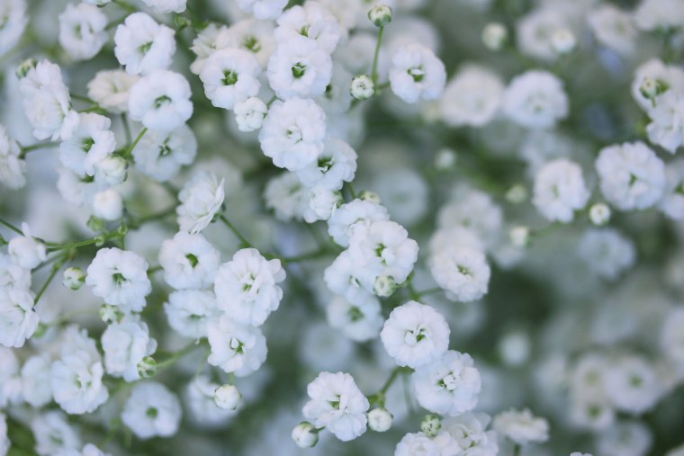 Гипсофила Сноуболл