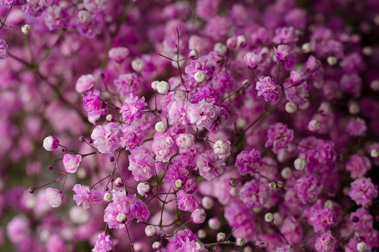 Гипсофила Эстетика