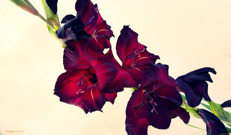 Гладиолус Камилла