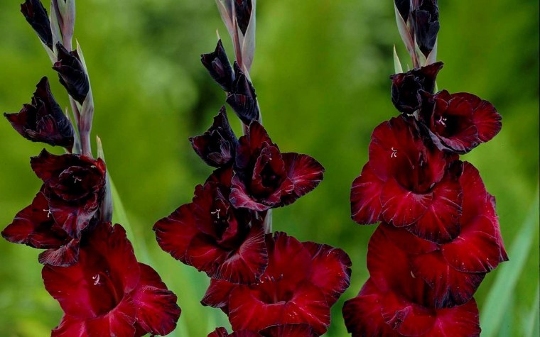 Гладиолусы Левитан