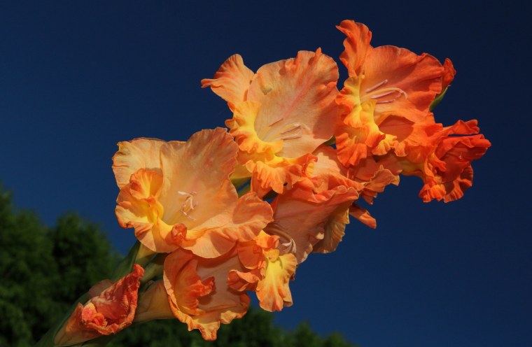 Фон цветы гладиолусы