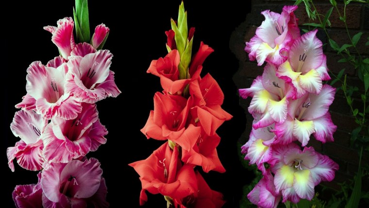 Гладиолус Йеллоу