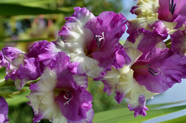 Гладиолус Редженси