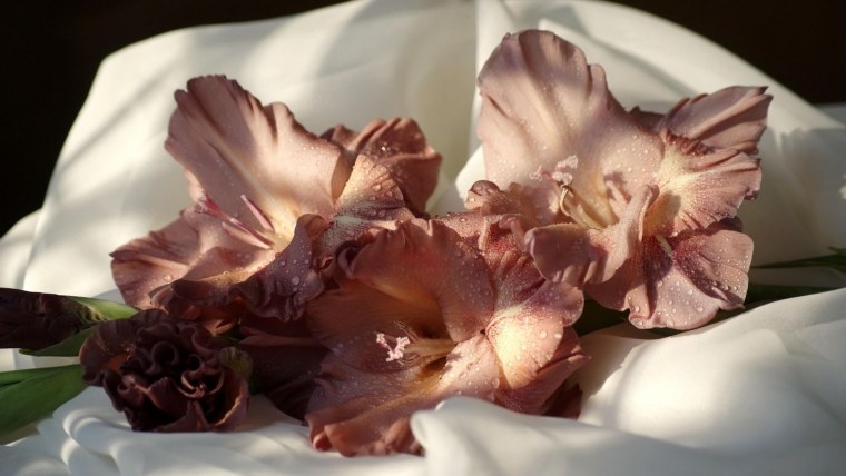 Гладиолус Аленький цветочек