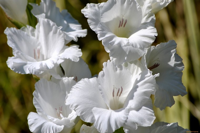 Нежные гладиолусы