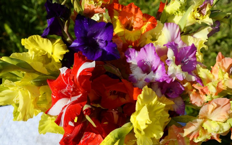 Гладиолусы Гламини Томас