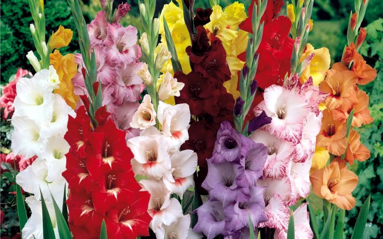 Гладиолус красный