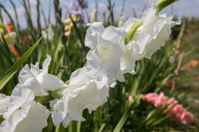 Гладиолус Оранжери