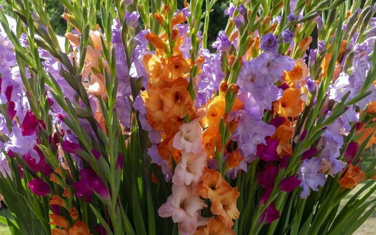 Гладиолус Циркус клаб