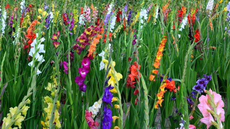 Гладиолус Абидос