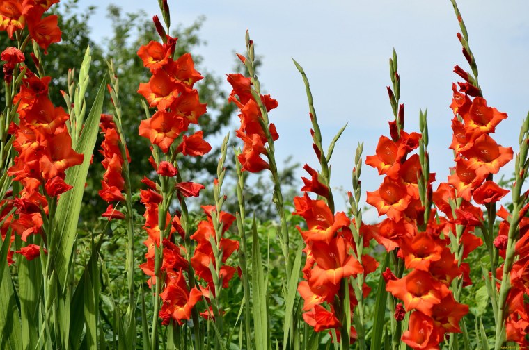 Шпажник обыкновенный