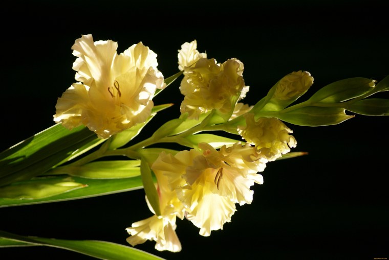 Соцветие гладиолуса