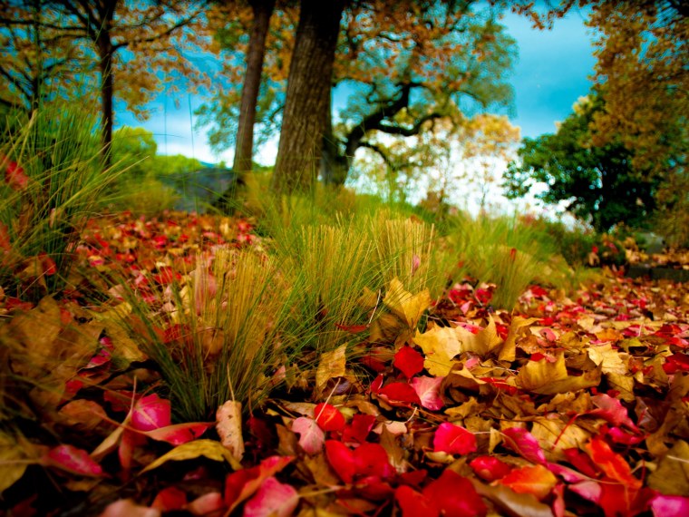 Осень листья