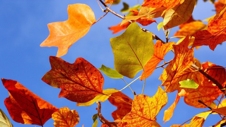 Осенняя листва