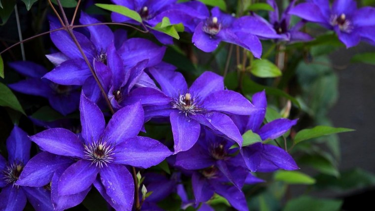 Обои клематис с1бр-ГП